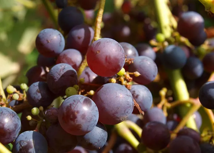 Le Chateau D'eau By Interhome * Wissembourg